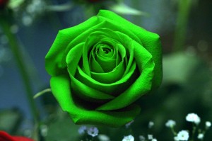 ahmed hassan- green rose